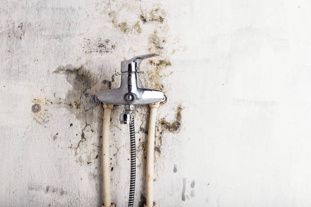 Best Certified Mold Removal  in Park Hills, KY