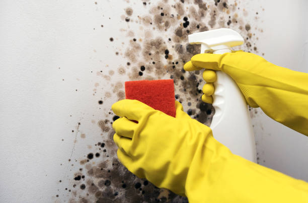 Mold Removal and Inspection in Park Hills, KY